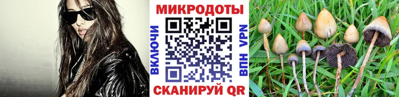 Галлюциногенные грибы Psilocybine cubensis где найти наркотики Приморско-Ахтарск